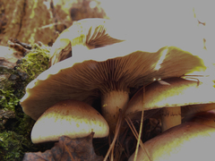 Hypholoma lateritium