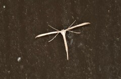 Hellinsia homodactylus