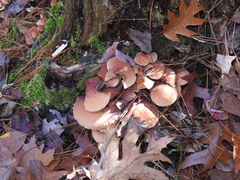 Hypholoma lateritium