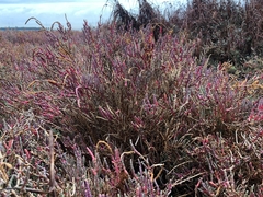 Salicornia