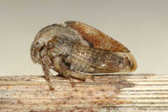 Cyrtolobus