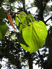 Tilia americana mexicana