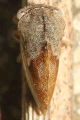 Cyrtolobus