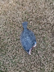 Paralichthys lethostigma