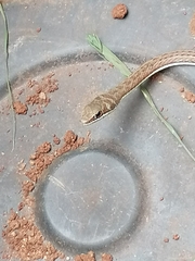 Psammophis subtaeniatus