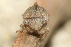 Cyrtolobus