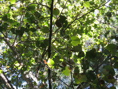 Tilia americana mexicana