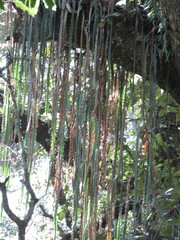 Disocactus speciosus