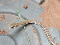 Psammophis subtaeniatus