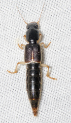 Pinophilus