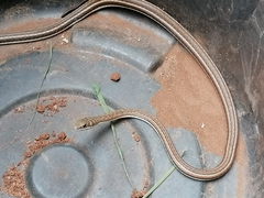 Psammophis subtaeniatus