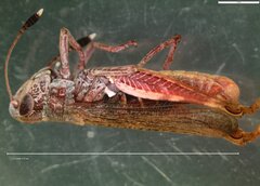 Gomphocerippus rufus