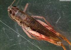 Gomphocerippus rufus