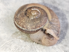 Ariophanta exilis