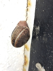 Ariophanta exilis