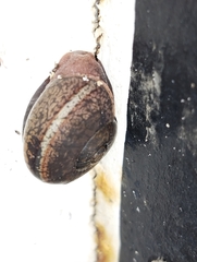 Ariophanta exilis