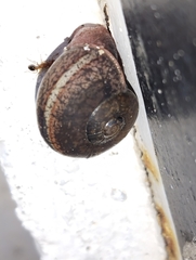 Ariophanta exilis