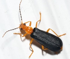 Podabrus fayi