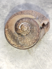 Ariophanta exilis