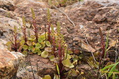 Umbilicus intermedius