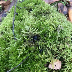 Hypnum cupressiforme