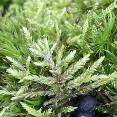 Hypnum cupressiforme