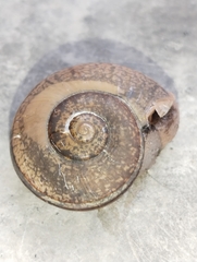 Ariophanta exilis
