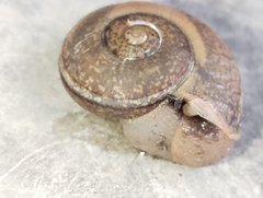 Ariophanta exilis