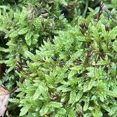 Hypnum cupressiforme