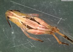 Gomphocerippus rufus