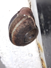 Ariophanta exilis