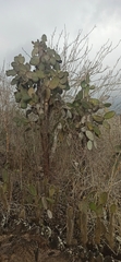 Opuntia galapageia