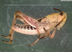 Gomphocerippus rufus