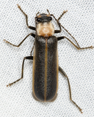 Podabrus flavicollis
