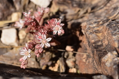 Sedum rubens
