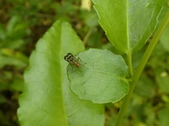 Acalyptratae