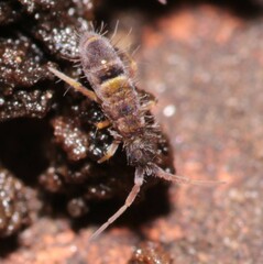 Orchesella cincta