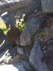 Saxifraga cespitosa