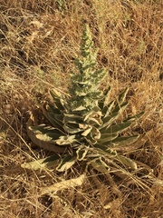 Verbascum sinaiticum