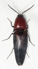 Parallelostethus attenuatus