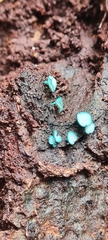 Chlorociboriaceae