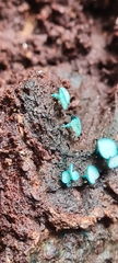 Chlorociboriaceae