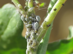 Brevicoryne brassicae