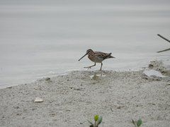 Gallinago gallinago