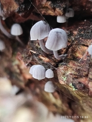 Mycena clavularis