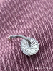 Mycena clavularis