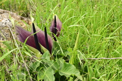 Arum palaestinum
