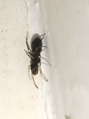 Myrmarachnini