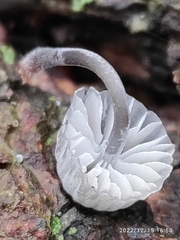 Mycena clavularis