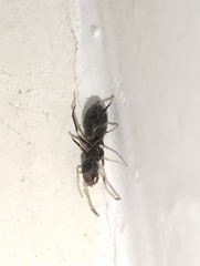 Myrmarachnini